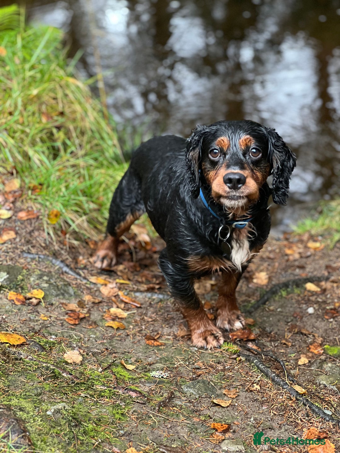 Cocker Spaniel dogs for stud: Black/Tan Cocker Spaniel Stud - Image 6