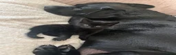 Mixed Breed cats for sale: 4 Adorable playful black kittens. Litter trained  - Advert 7