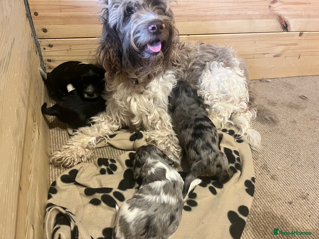 Mixed Breed dogs for sale: Beautiful Cavapoo Puppies  - Image 5