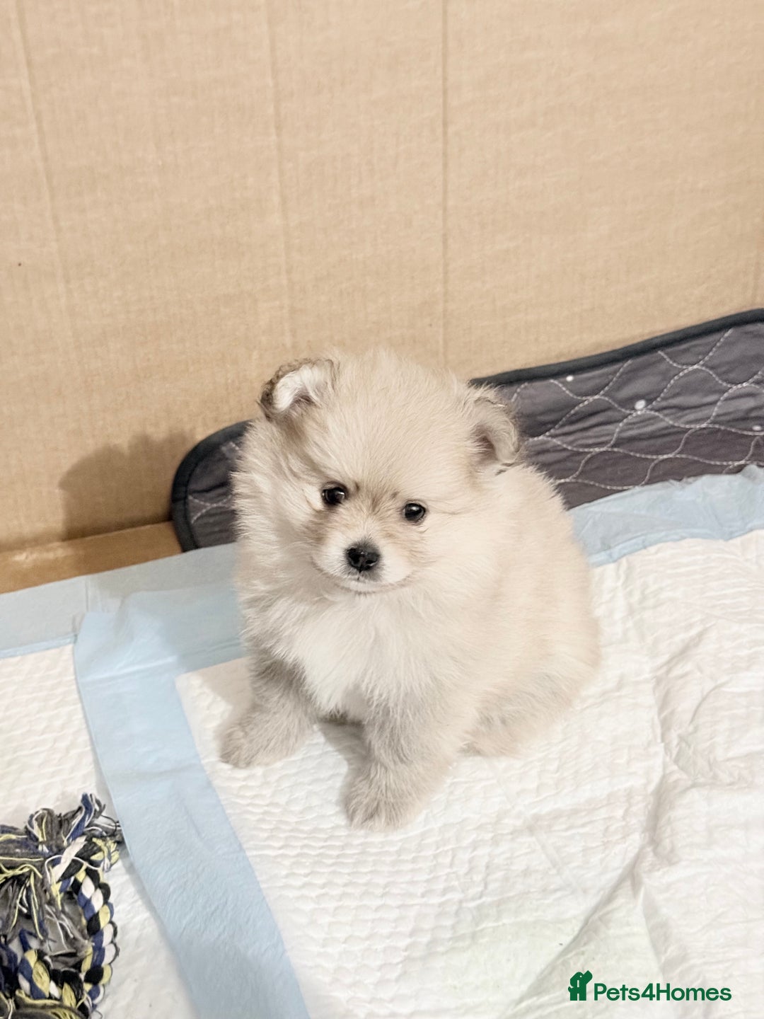 Pomchi dogs for sale: 3/4 Pom 1/4 chi Pomchi F1BB - Advert 30