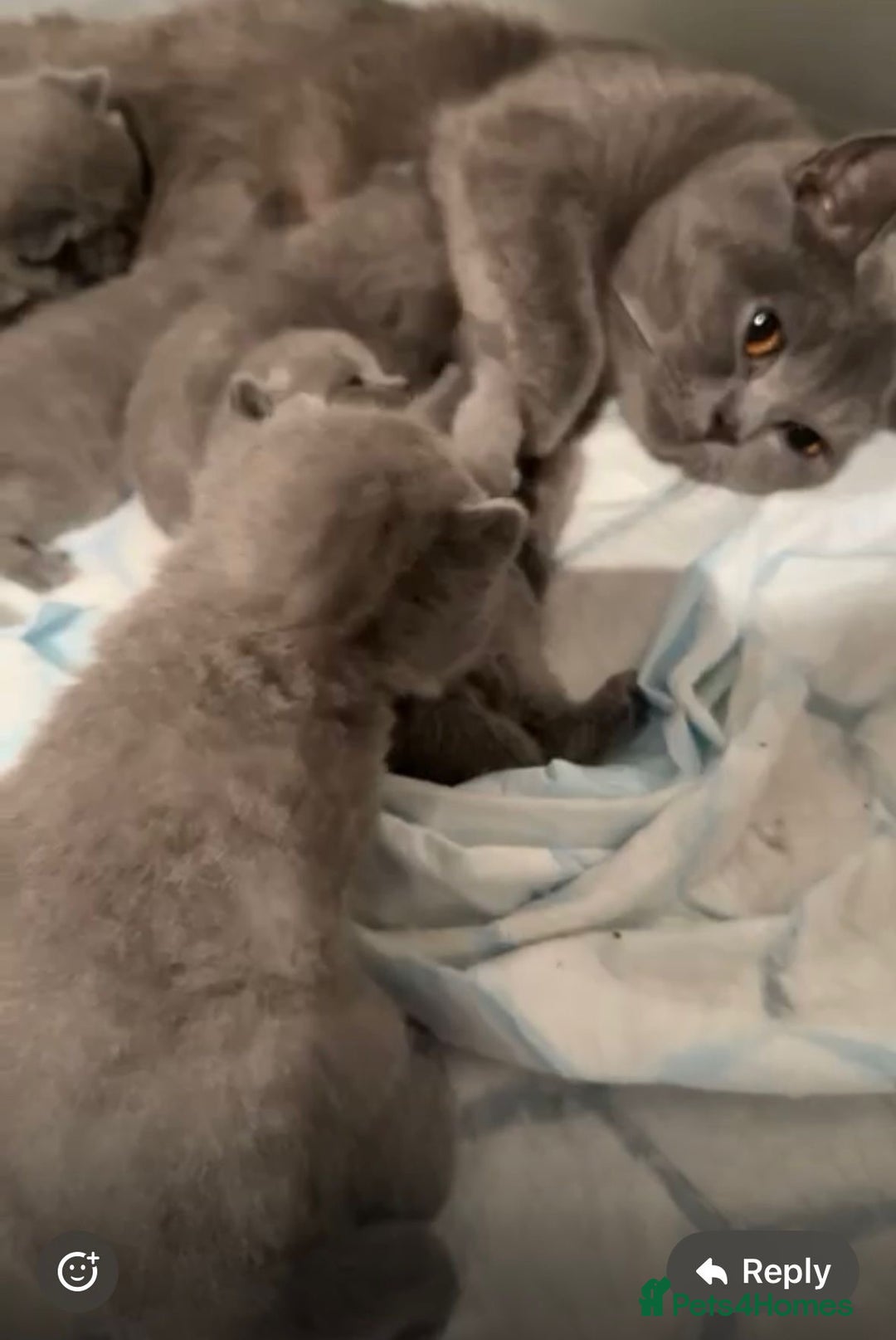 British Shorthair cats for sale: British shorthairs x7 | around oxford  - Image 8