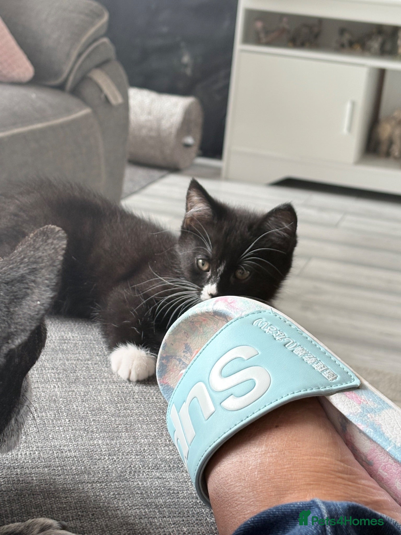 Mixed Breed cats 1 little boy looking for his forever home. - Advert 2