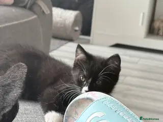 Mixed Breed cats 1 little boy looking for his forever home. - Advert 2