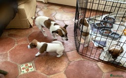 Jack Russell dogs for sale: Archie - Image 4