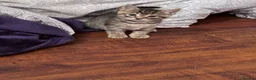 Mixed Breed cats for sale: 1 pretty tabby male kitten ready to leave!🥰🥰 - Advert 2