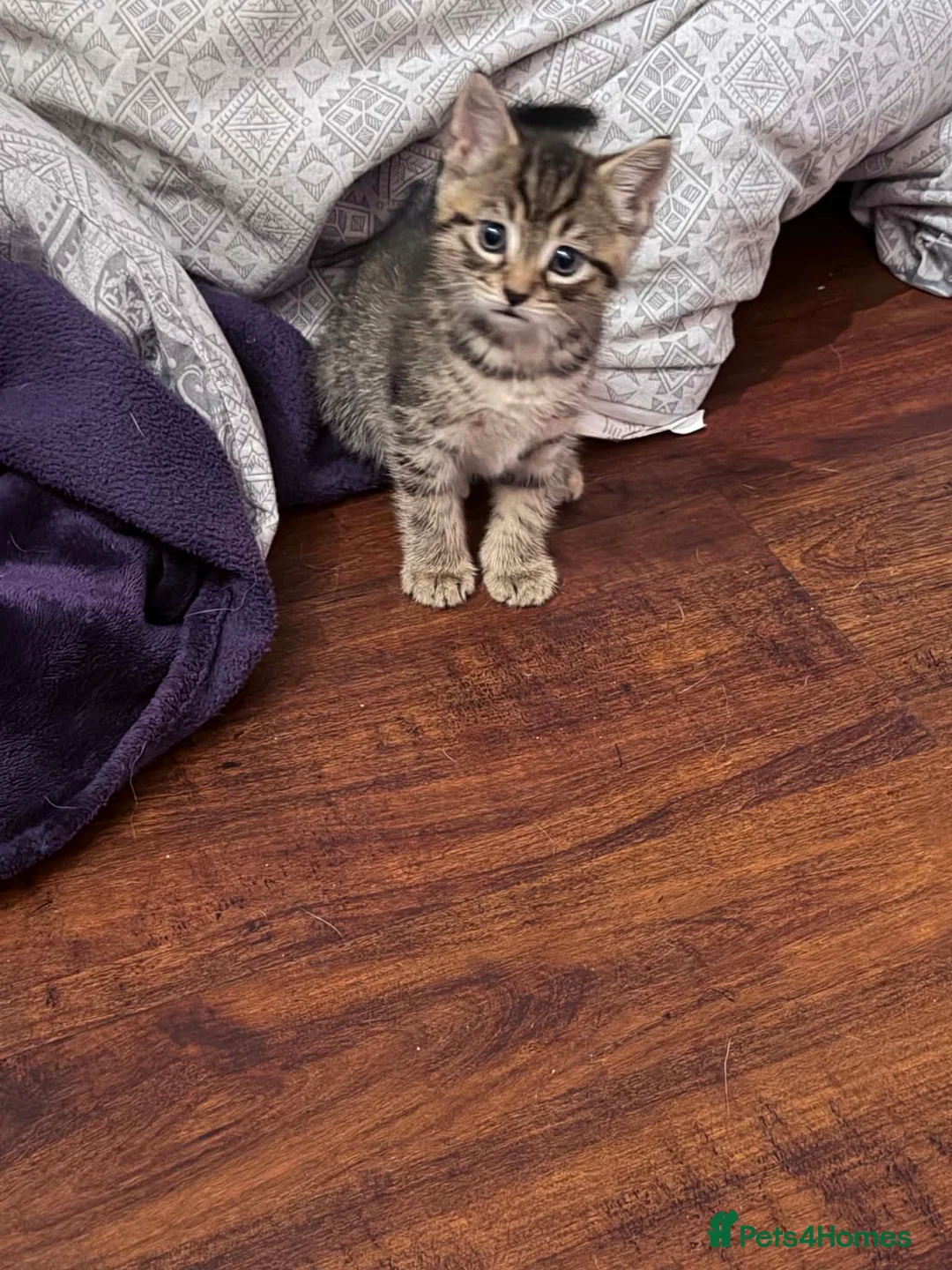 Mixed Breed cats for sale: 1 pretty tabby male kitten ready to leave!🥰🥰 - Advert 2