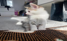 Mixed Breed cats for sale: 4 Beautiful Kitties For Sale  - Image 10