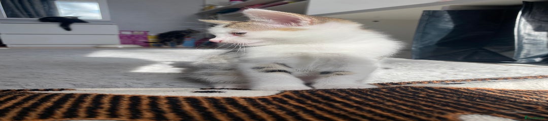 Mixed Breed Kitten 2
