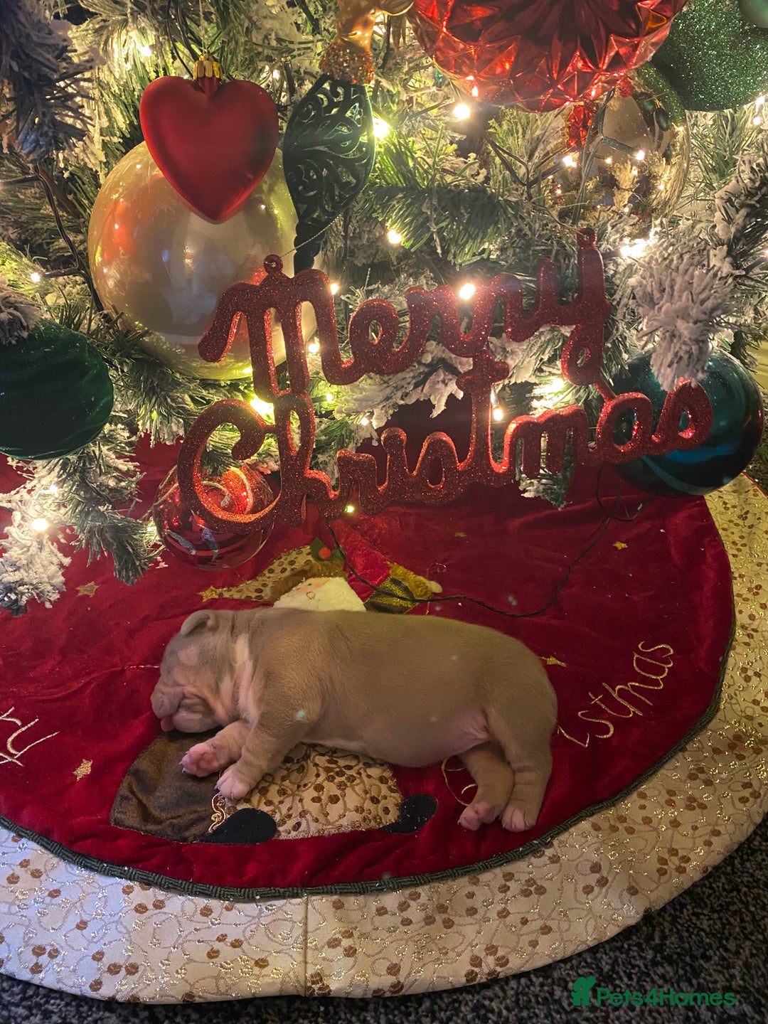 American Bully dogs for sale: American bully  - Advert 12