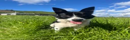 Border Collie dogs for sale: Lovely border collie  in Betws-y-Coed - Advert 7