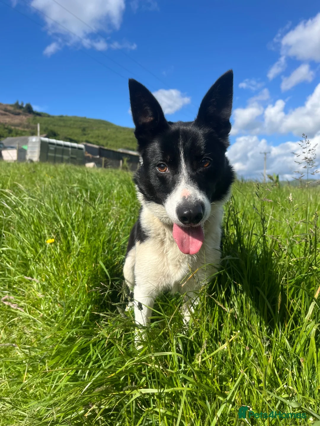 Border Collie dogs for sale: Lovely border collie  in Betws-y-Coed - Advert 7