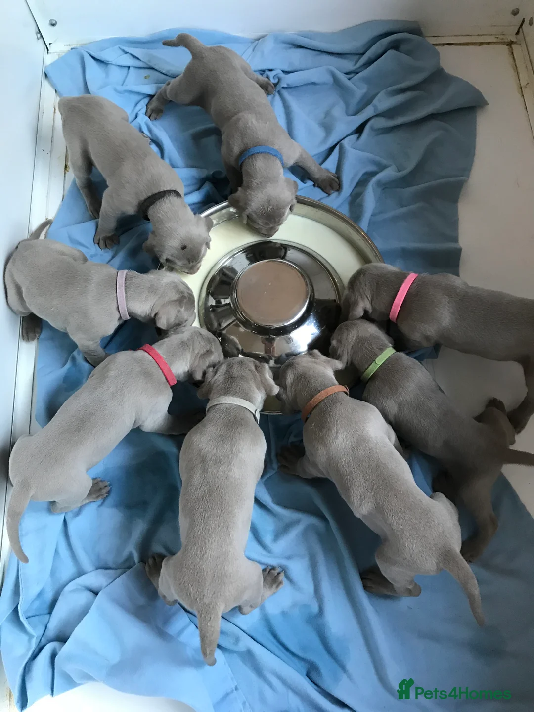Weimaraner dogs for stud: Proven Weimaraner stud, 100% success rate in Tamworth - Advert 8