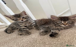 Mixed Breed cats for sale: beautiful tabby kittens ready for their new home☺️ - Image 1