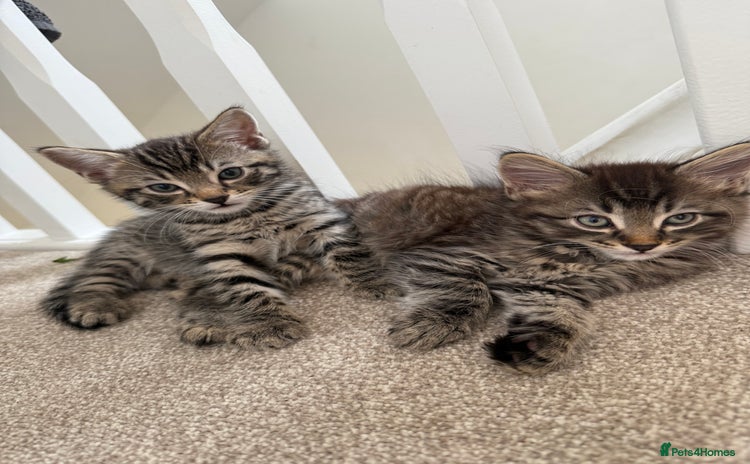 Mixed Breed cats - Advert 10