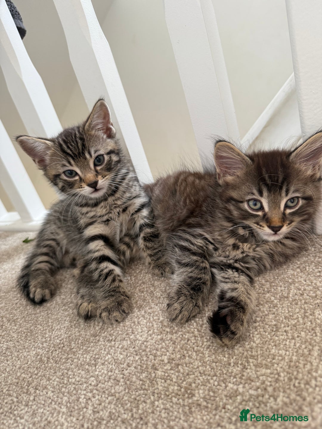 Mixed Breed cats for sale: beautiful tabby kittens ready for their new home☺️ - Image 1