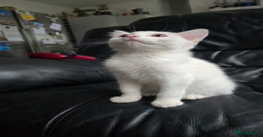 Khao Manee cats - Advert 14