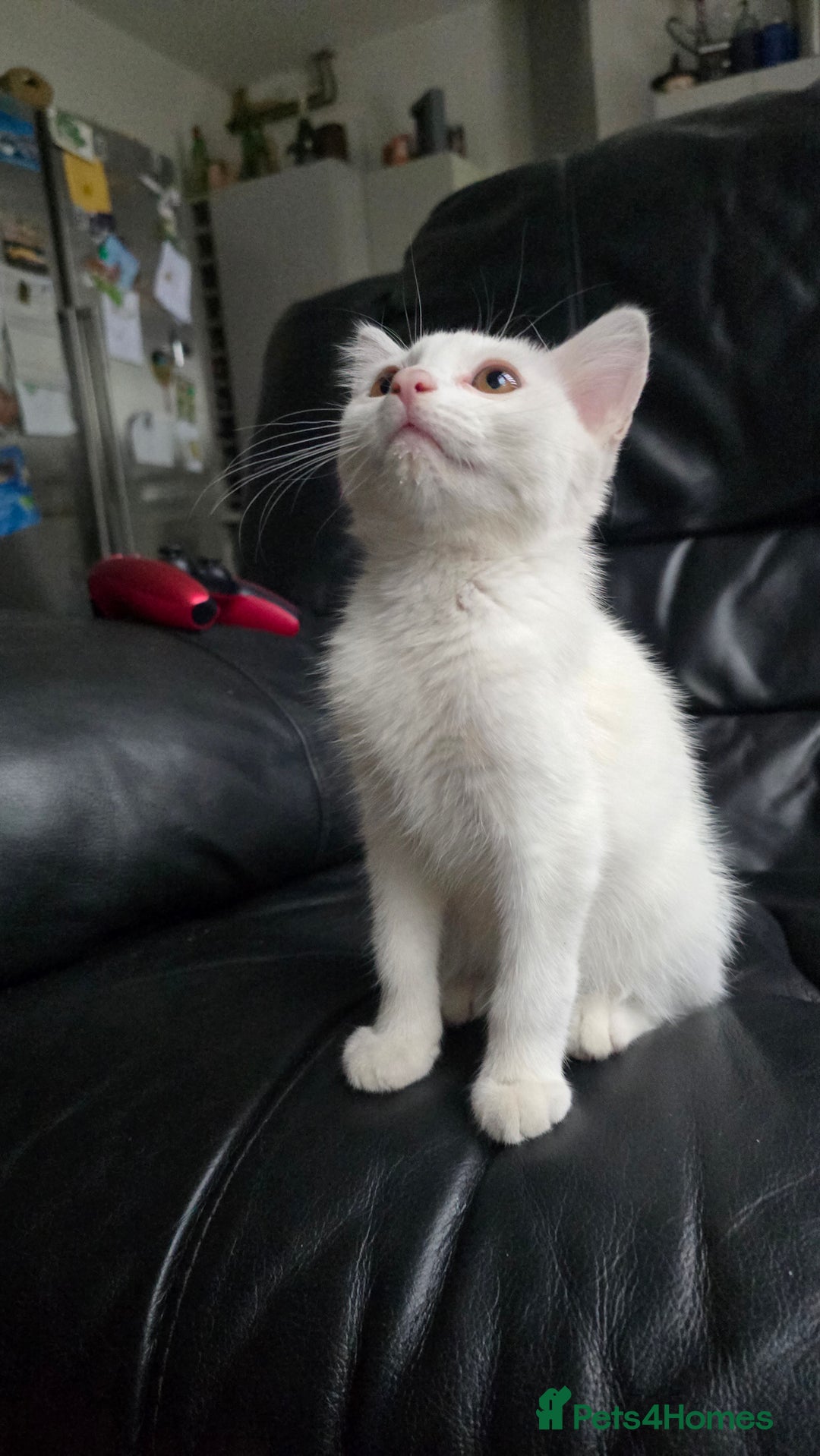 Khao Manee cats for sale: Fully white Khao Manee & Turkish Angora  - Image 4