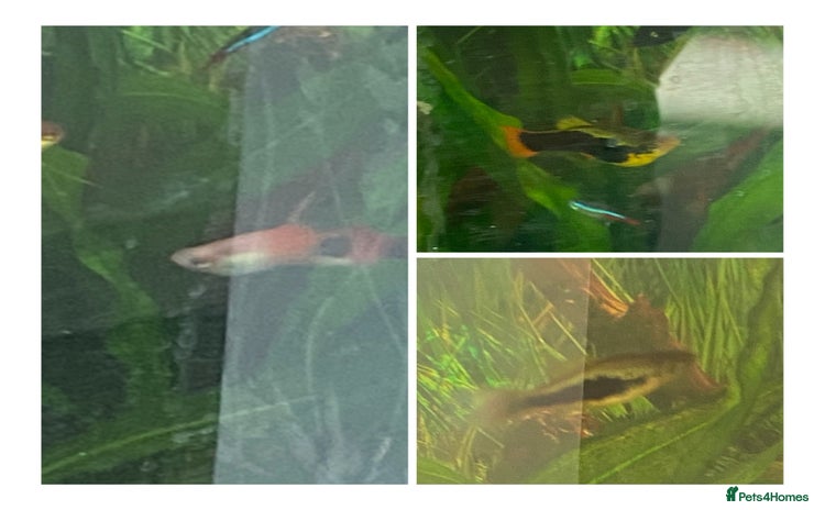 Platies fish - Advert 3