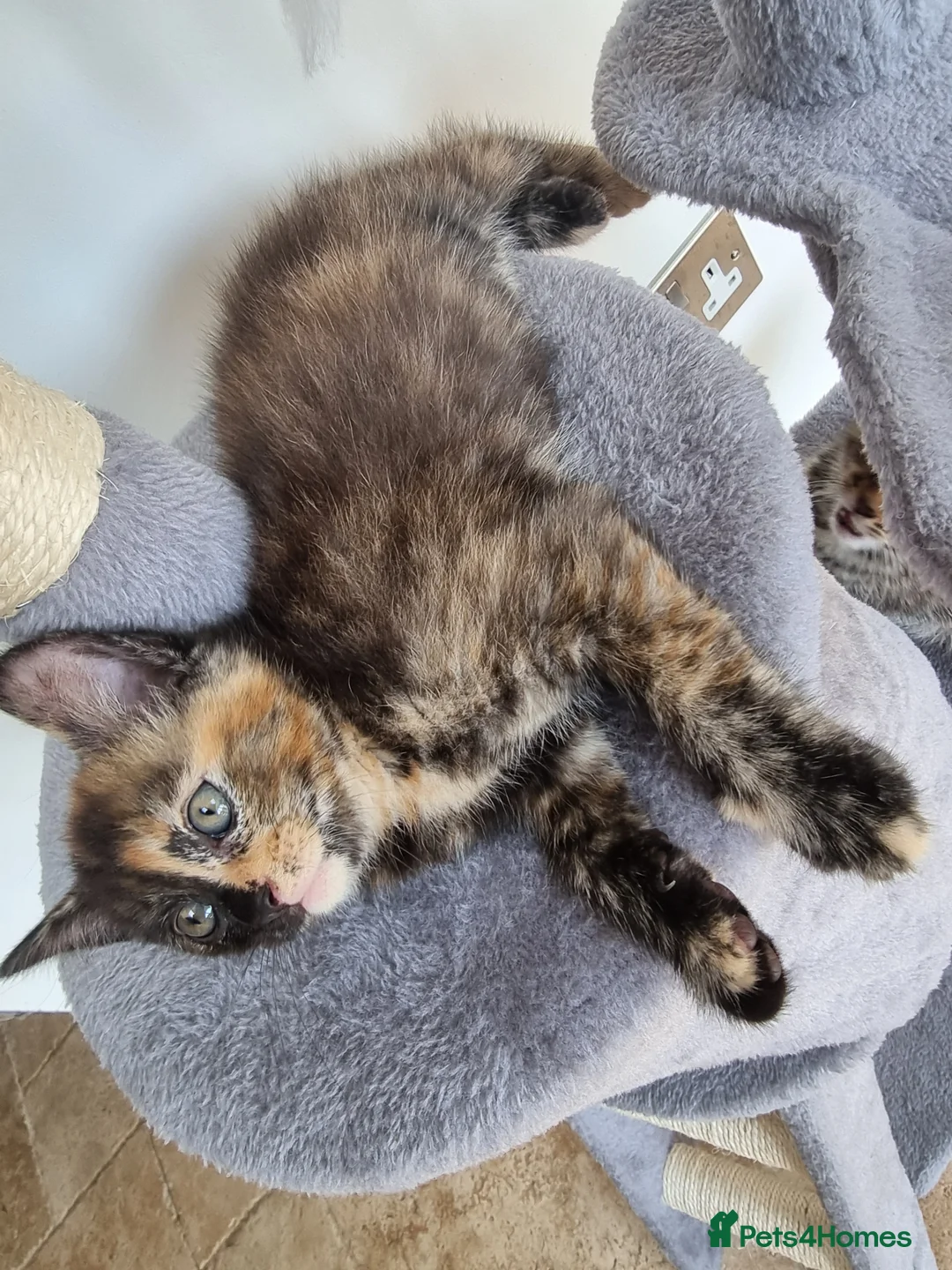Maine Coon cats for sale: Main coon kittens  in Bristol - Advert 12