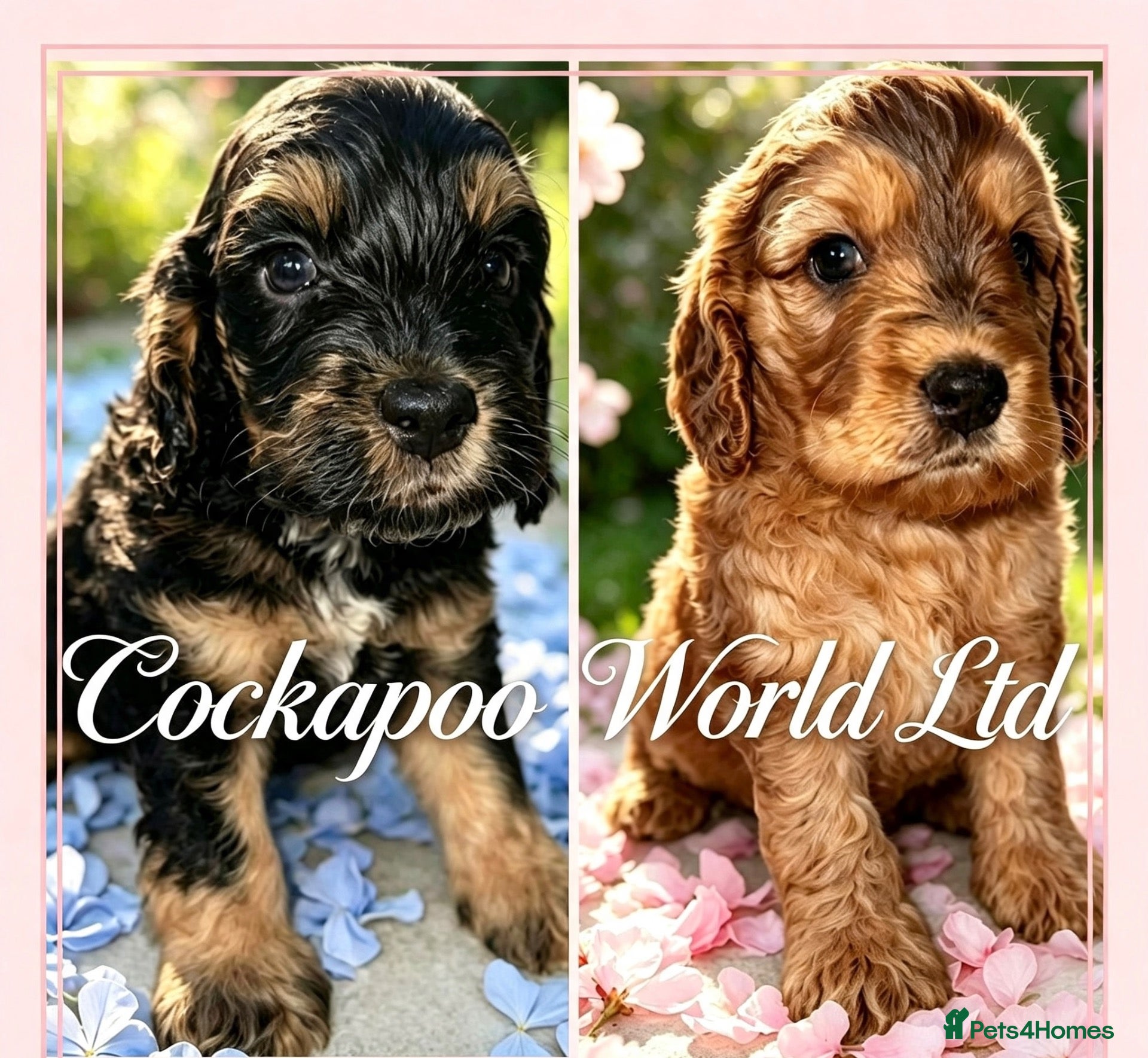 Cockapoo dogs DNA CLEAR, stunning Cockapoos - Advert 6