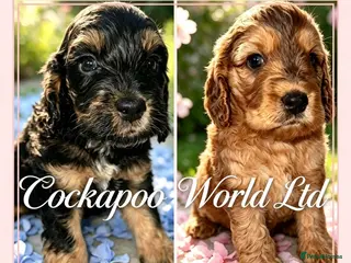 Cockapoo dogs DNA CLEAR, stunning Cockapoos - Advert 6