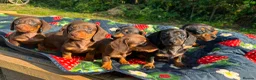 Miniature Dachshund dogs for sale: Miniature Dachshund Pups ready to leave 🐶  - Advert 15