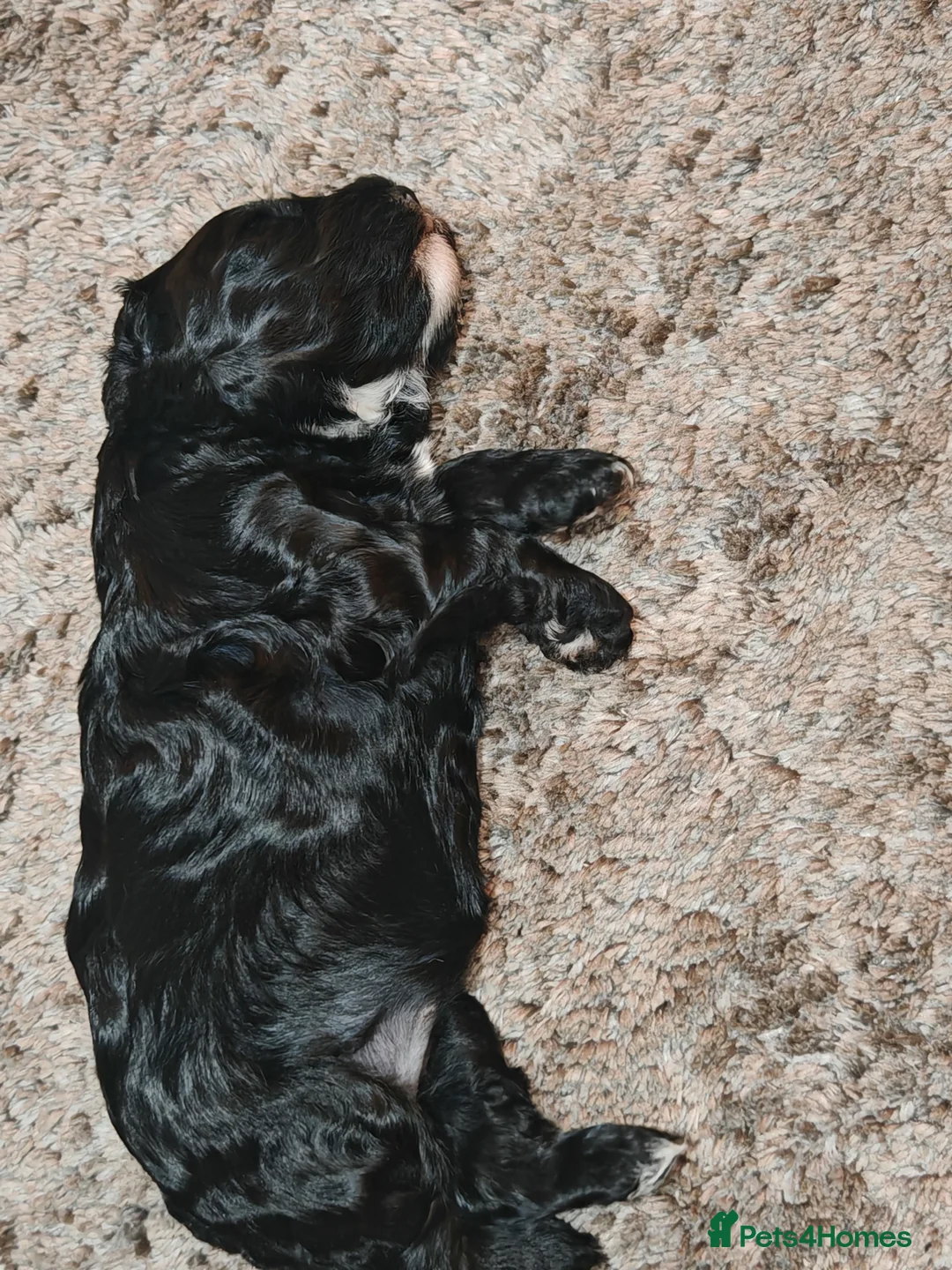 Cockapoo dogs for sale: Cockapoo puppies  - Advert 10