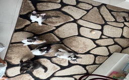 Domestic Shorthair cats for sale: Tabbies - Image 2