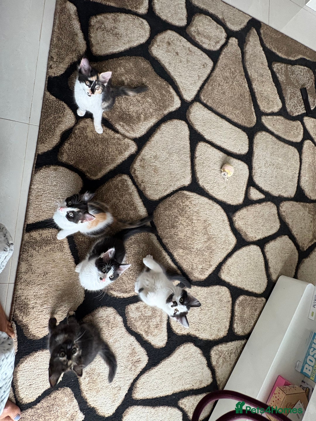 Domestic Shorthair cats for sale: Tabbies - Image 2