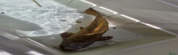 Koi Carp fish for sale: Koi carp mixed variety  in Barnet - Advert 5