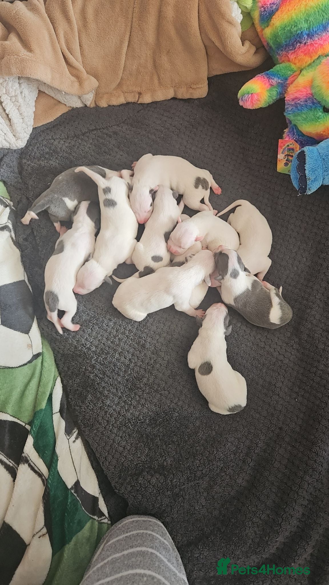 Mixed Breed dogs Whippet/ blue staffy puppies  - Advert 18