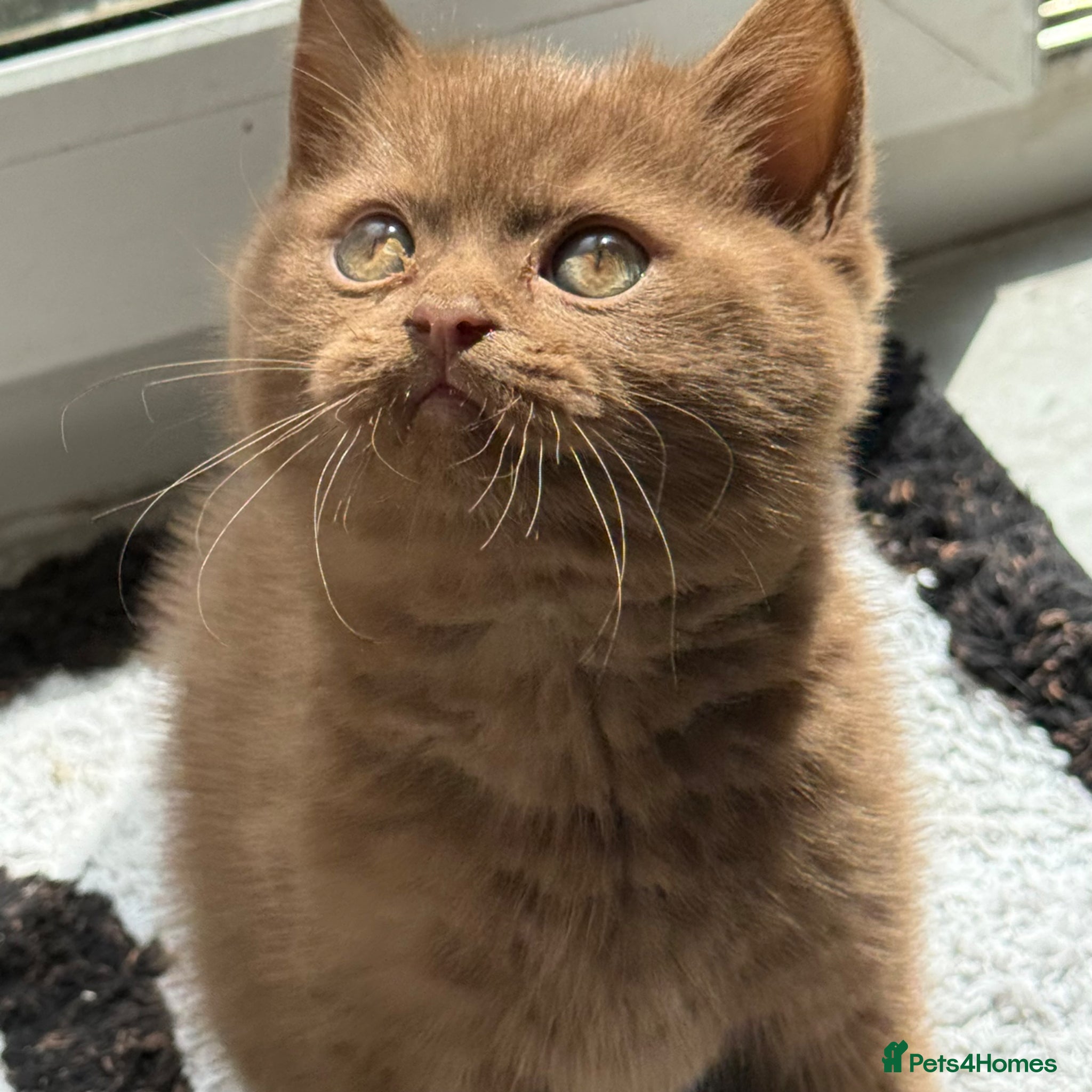 British Shorthair cats Cinnamon gccf boy - Advert 13