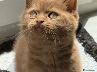 British Shorthair cats Cinnamon gccf boy - Advert 13