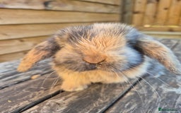 Mini Lop rabbits for sale: Baby mini lops - Image 2