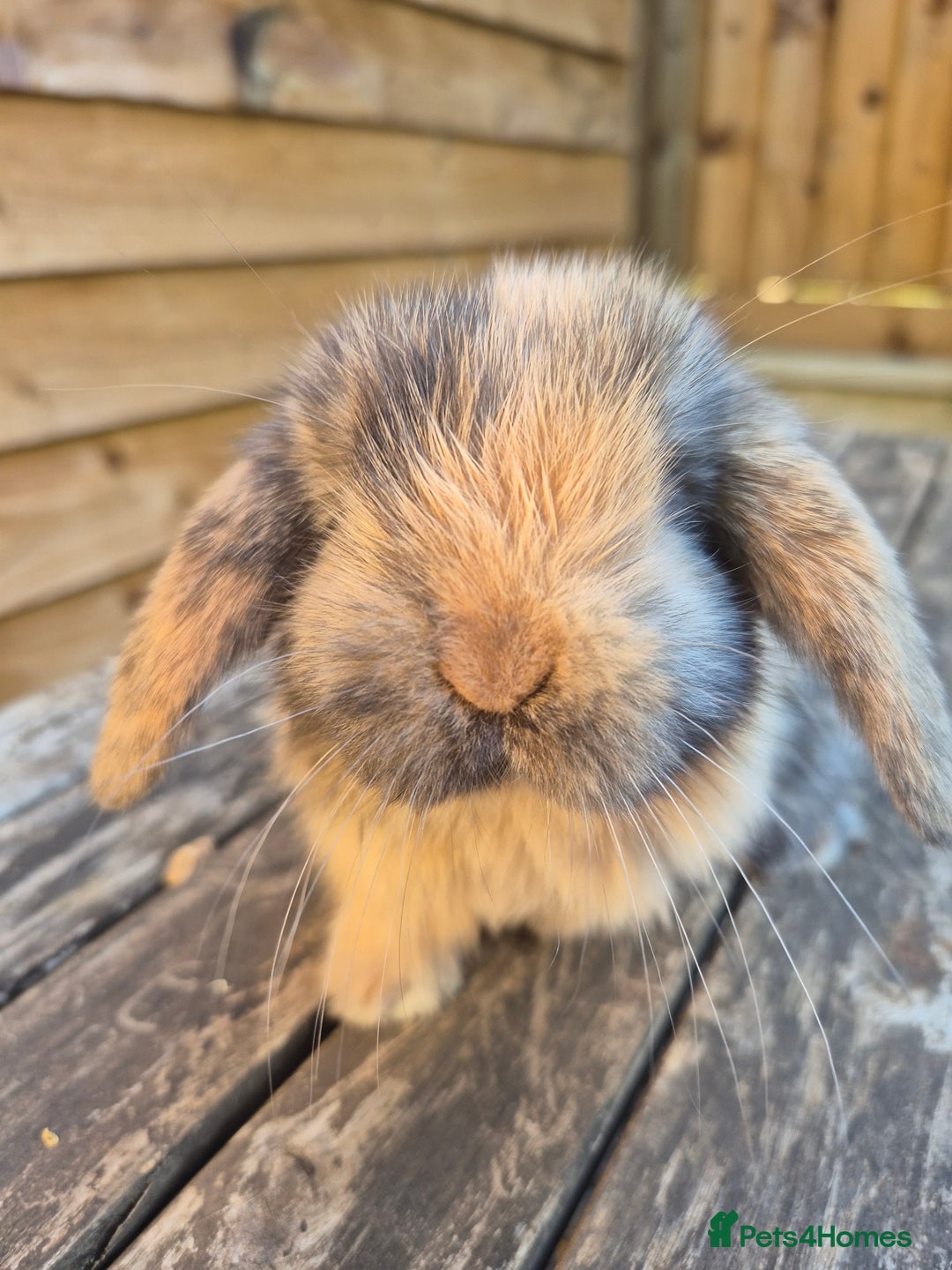 Mini Lop rabbits for sale: Baby mini lops - Image 2