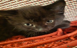 Mixed Breed cats for sale: 5 BEAUTIFUL KITTENS LOOKING NEW HOME  - Image 23