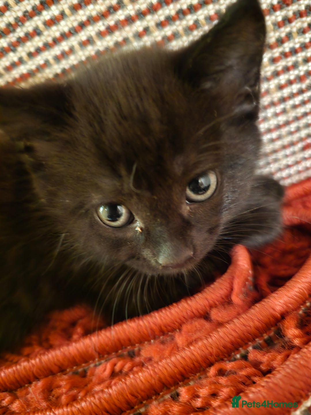 Mixed Breed cats for sale: 5 BEAUTIFUL KITTENS LOOKING NEW HOME  - Image 23