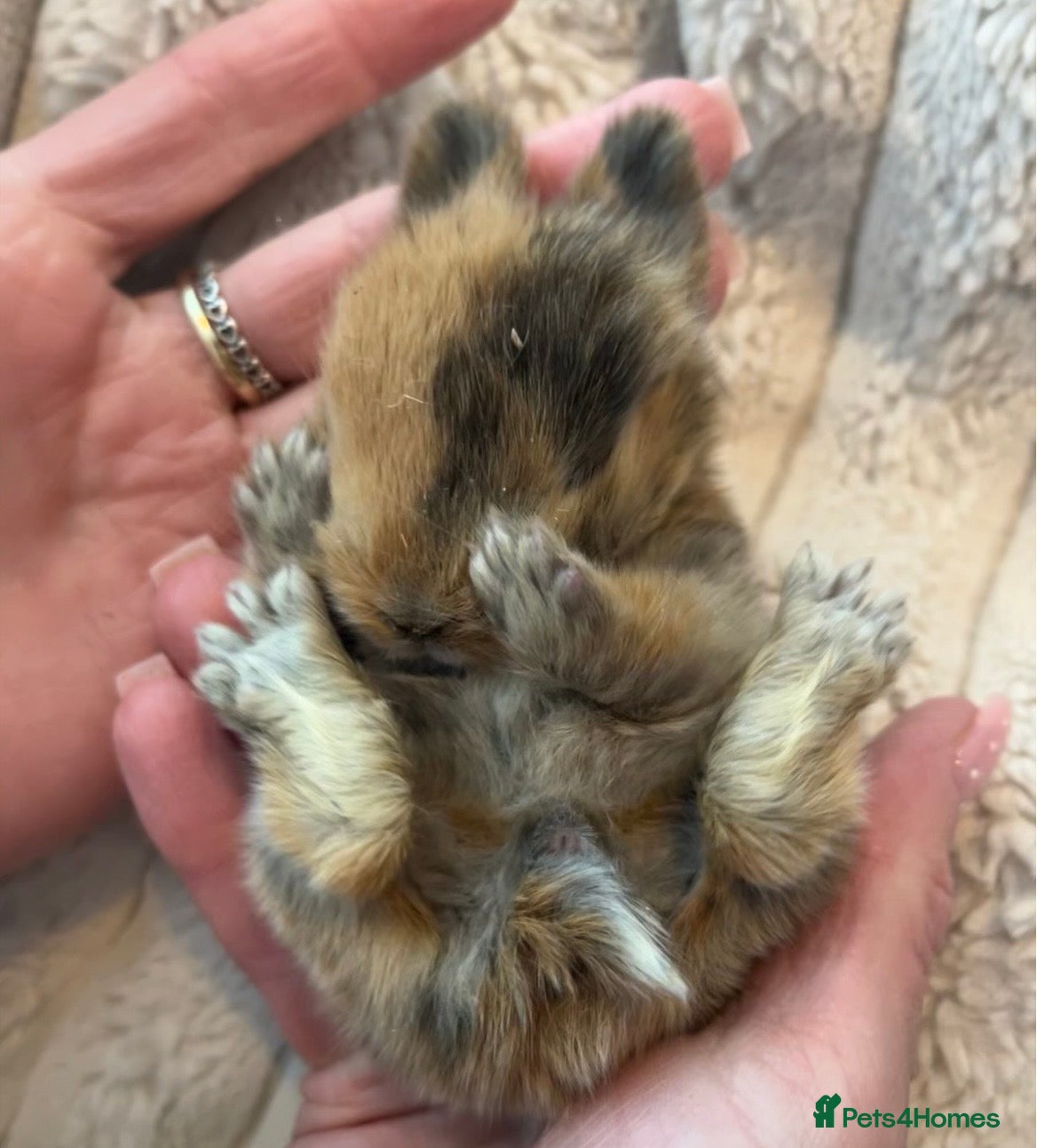 Mini Lop rabbits Gorgeous Purebred Mini Lop Babies - Advert 14