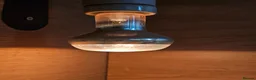 Bearded Dragon reptiles for sale: Bearded Dragon with Complete Vivarium Setup in Barnet - Advert 5