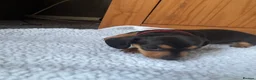 Miniature Dachshund dogs for sale: Miniature dachshund puppies - Advert 7