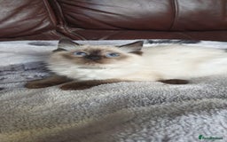 Ragdoll cats for sale: Beautiful GCCF Registered Ragdoll Kittens. - Image 31