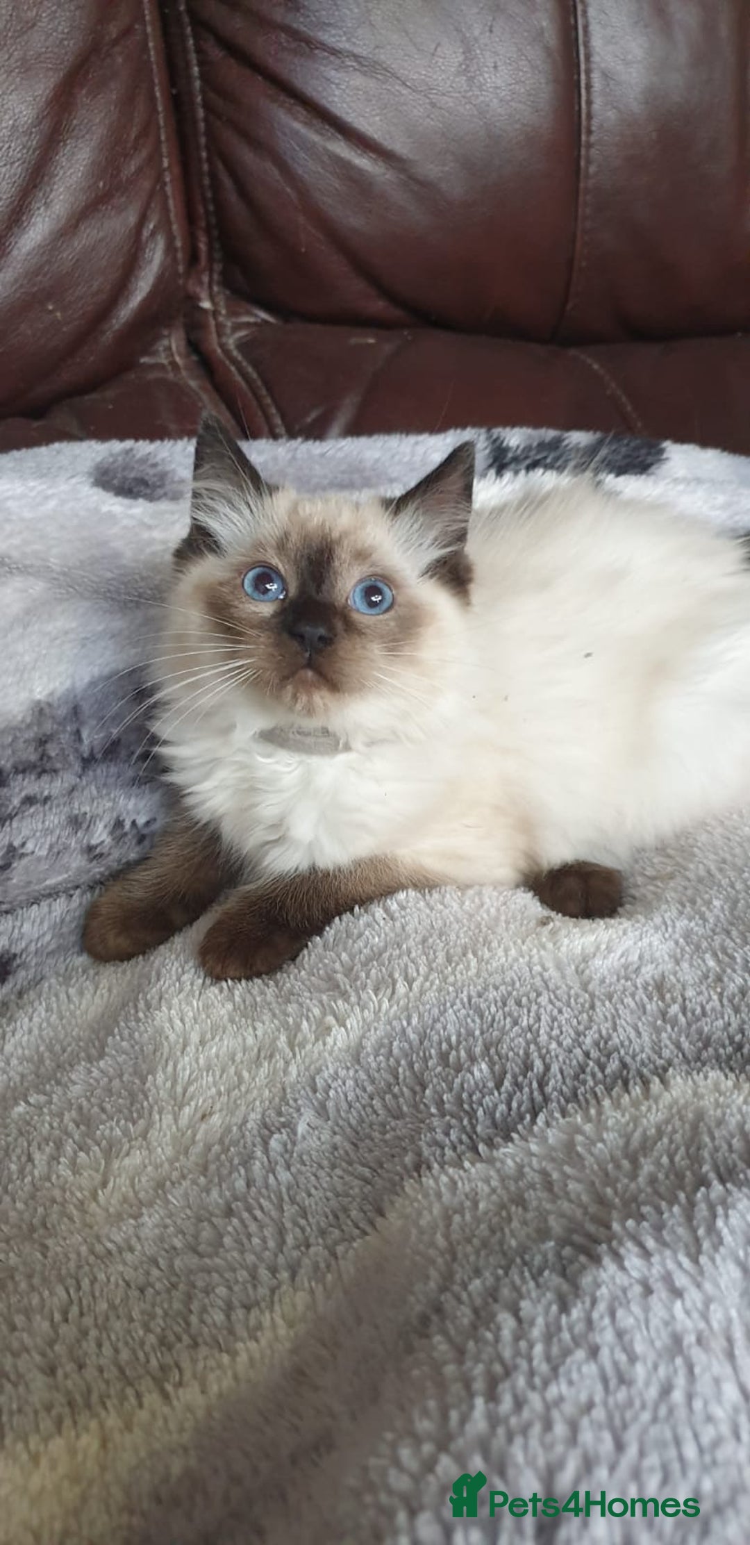 Ragdoll cats for sale: Beautiful GCCF Registered Ragdoll Kittens. - Image 31