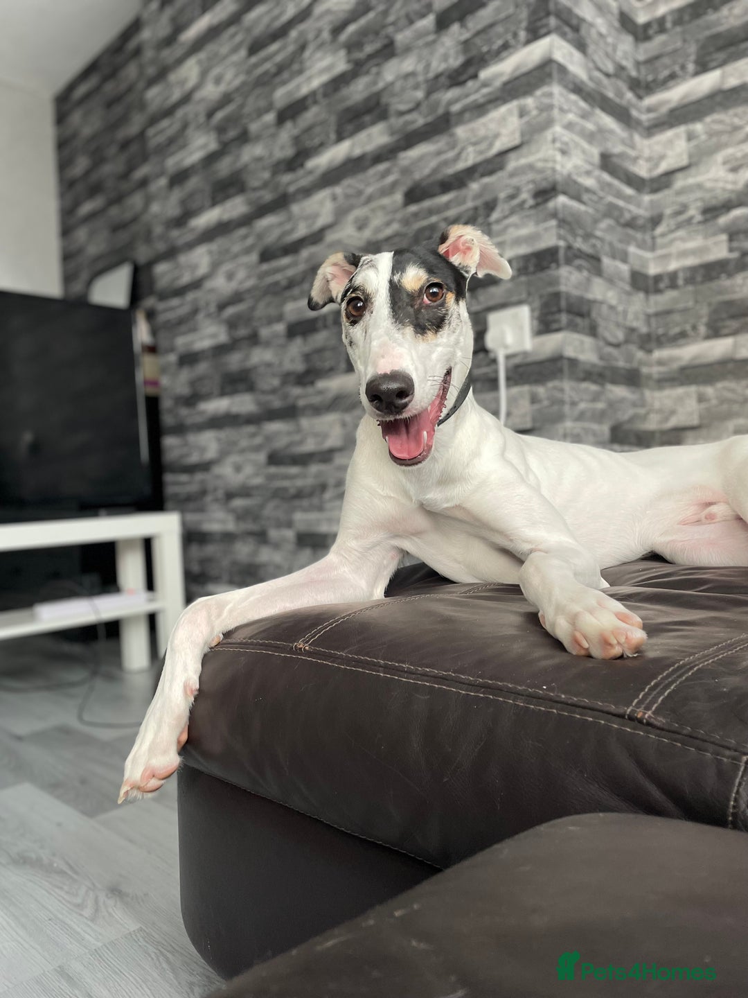 Mixed Breed dogs for sale: Flash  - Image 8