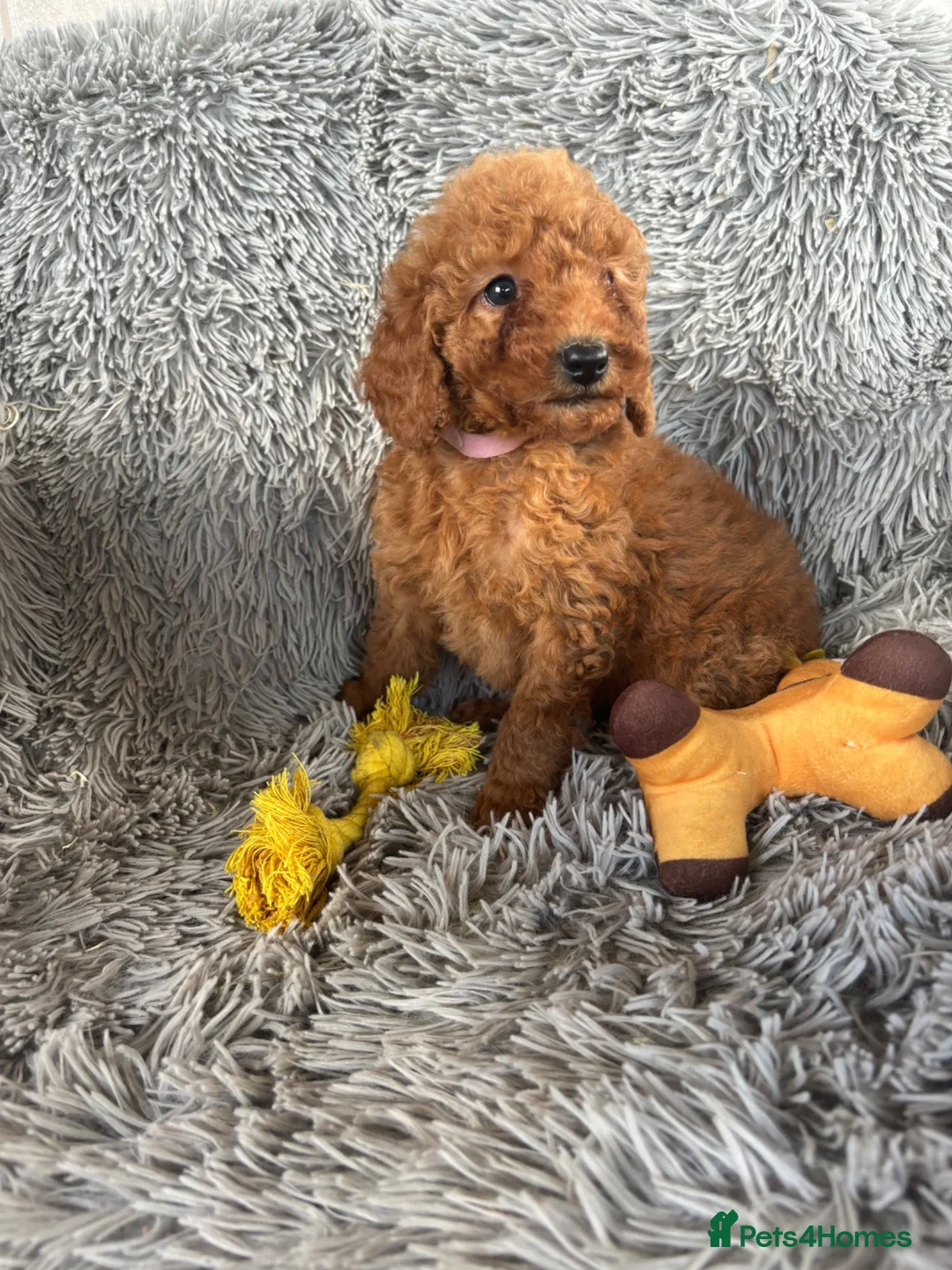 Miniature Poodle dogs for sale: Beautiful kc registered miniature poodles - Advert 2
