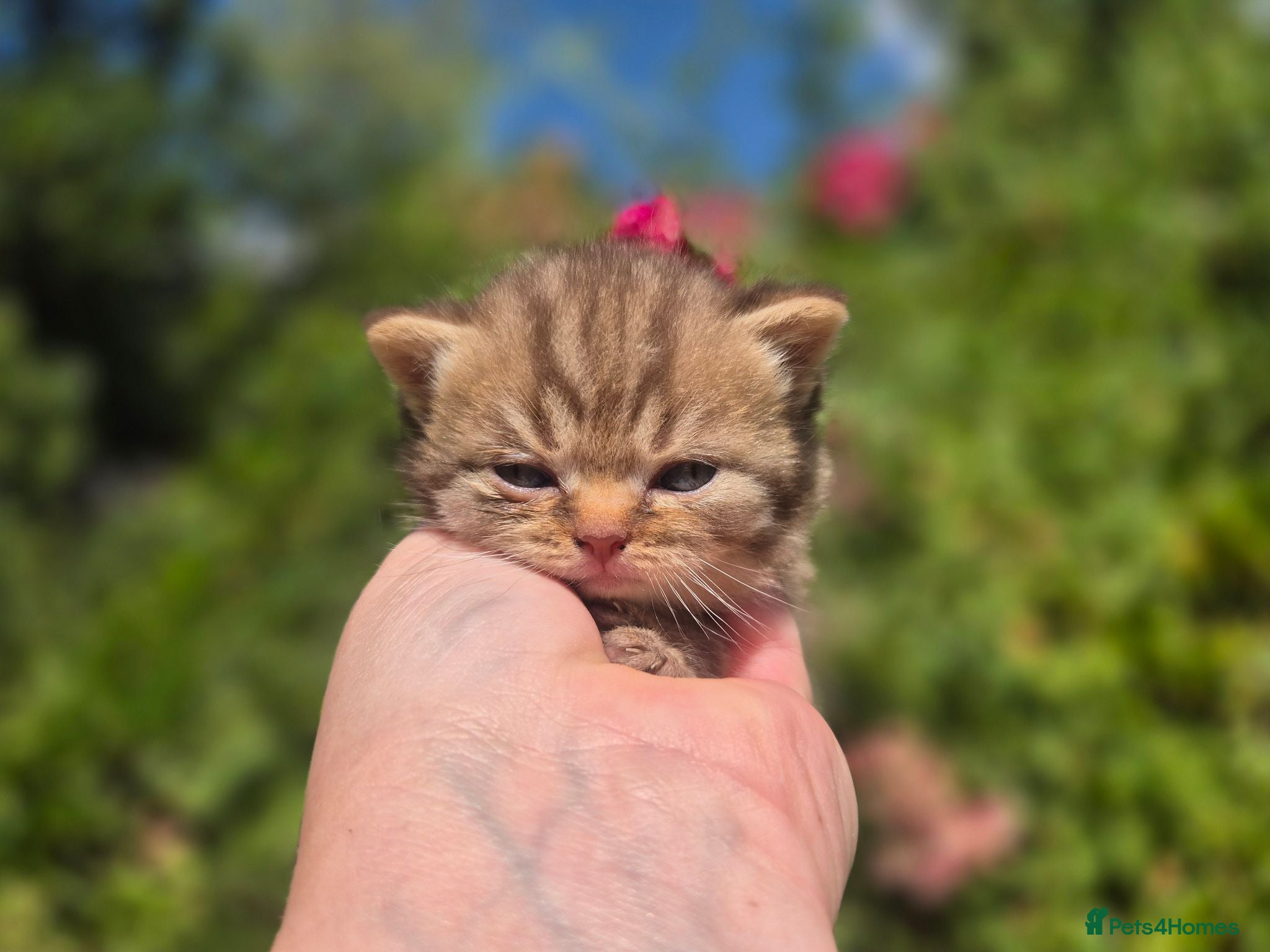 British Shorthair cats 🧡STUNNING TABBY BSH-MUM IMPORTED FROM FRANCE🇫🇷  - Advert 1