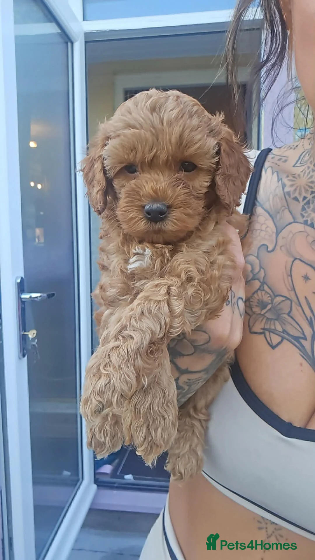 Cockapoo dogs for sale: Stunning F1BB Toy American Cockapoos - Advert 2