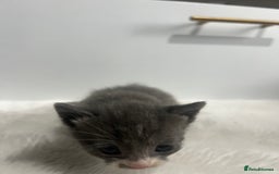 Mixed Breed cats for sale: 6 stunning kitten  - Image 15
