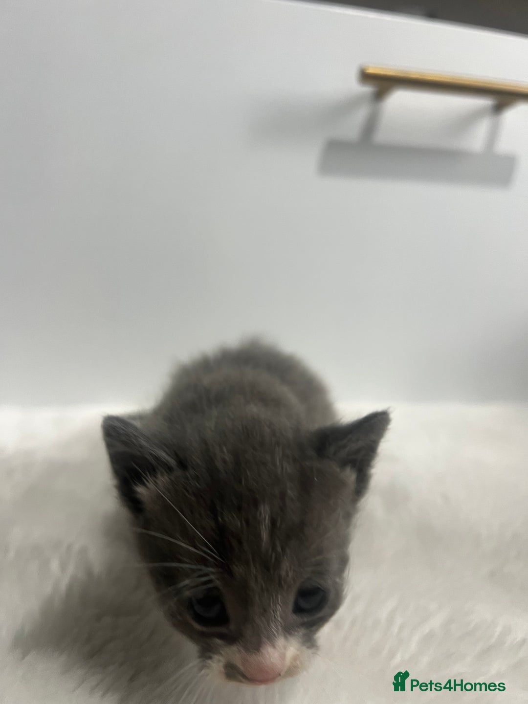 Mixed Breed cats for sale: 6 stunning kitten  - Image 15