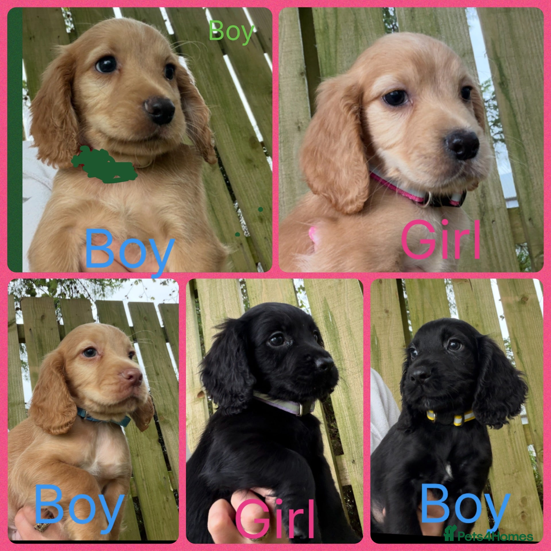 Cocker Spaniel dogs KC Registered Cocker Spaniels - Advert 1