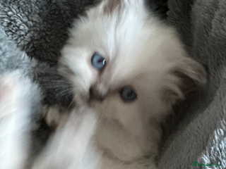 Ragdoll cats 🎀GCCF Heart-Melting Babies🦋 - Advert 6